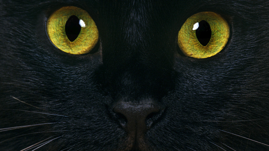 Leuchtende Augen einer schwarzen Katze